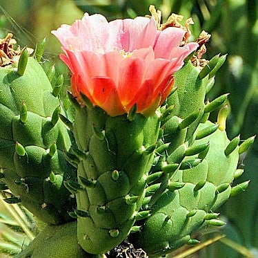 Austrocylindropuntia subulate