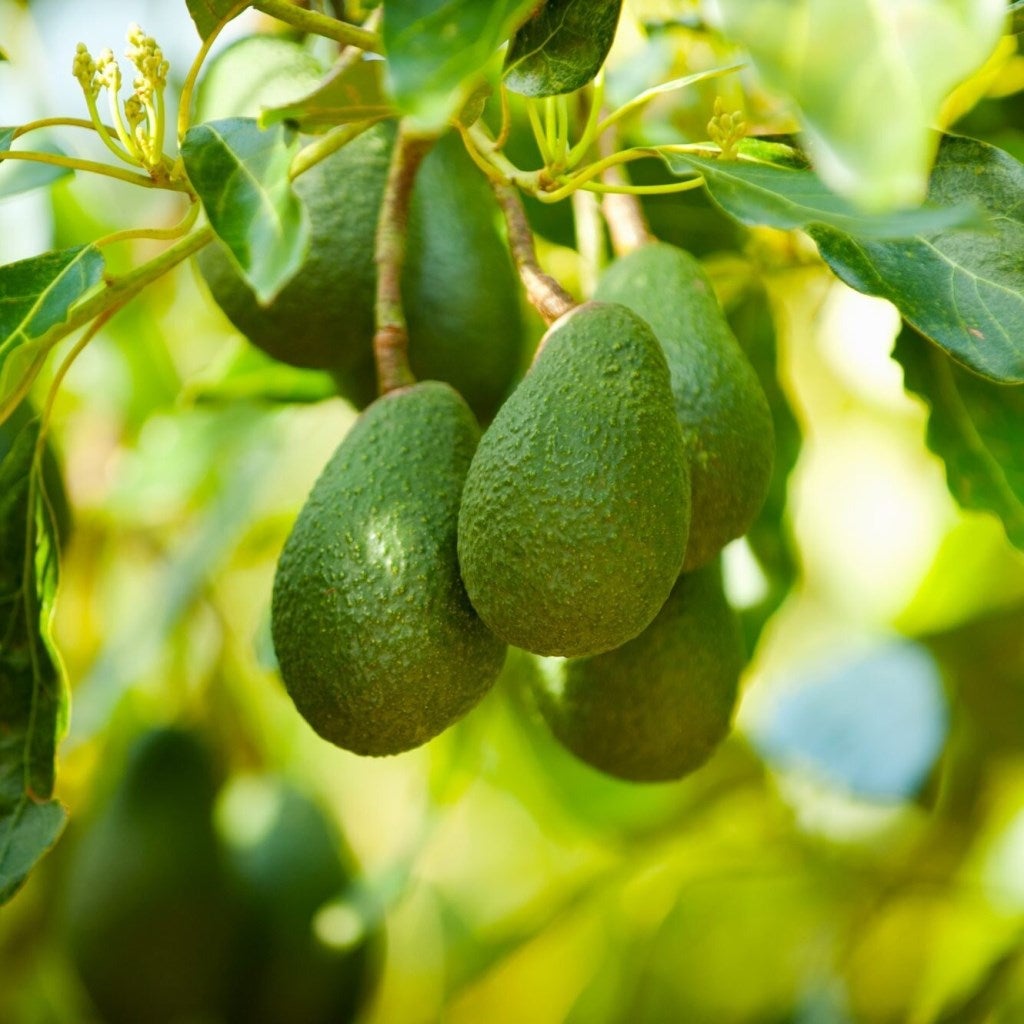 Avocado - Persea americana