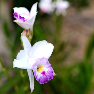 Bamboo Orchid (Dwarf)