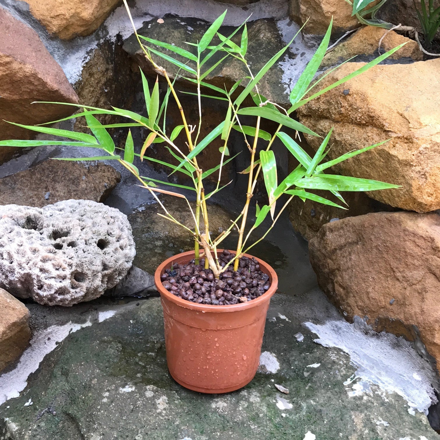 Simba Bamboo Plants myBageecha - myBageecha