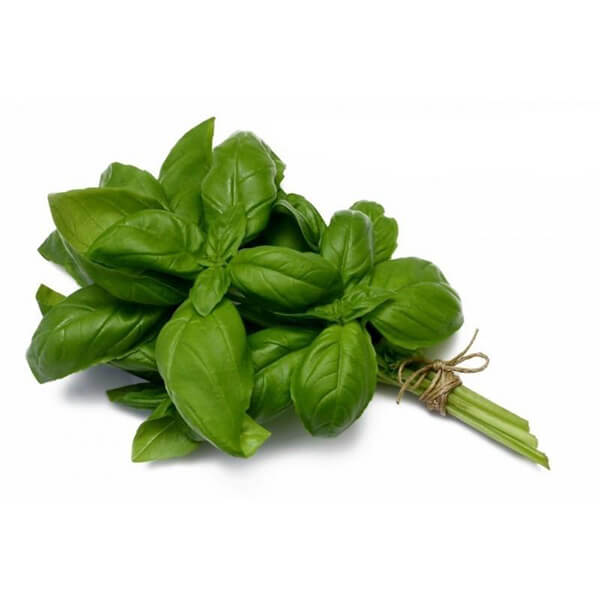 Basil-Italian