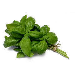 Buy Fresh Basil Italian in Ahmedabad Hydroponics Farm to Fork