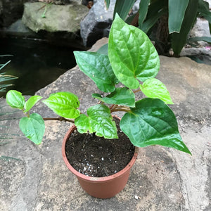 Betel Leaf Vine -Paan