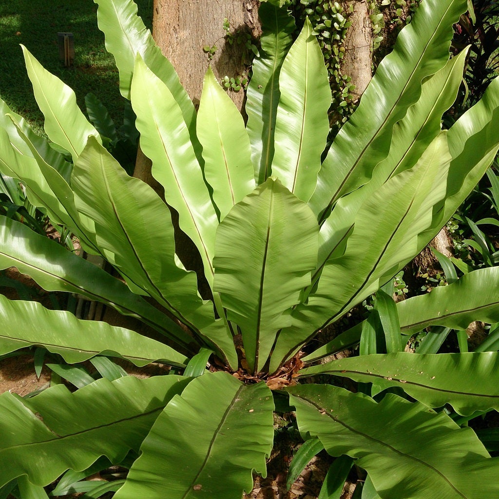 Bird Nest Fern