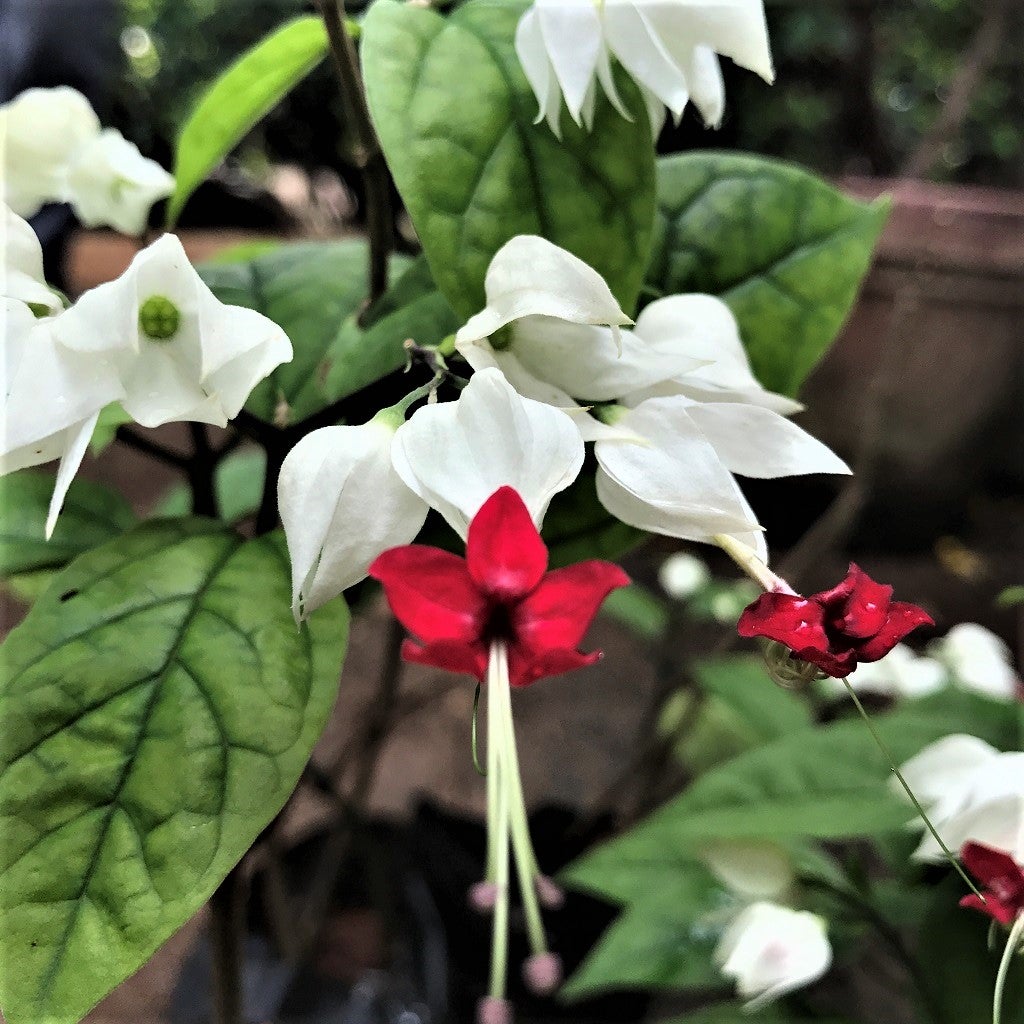 Bleeding Heart Vine
