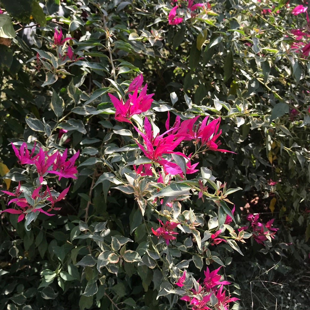 Bougainvillea 'Pink Orchid'