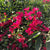 Bougainvillea 'Red Orchid'