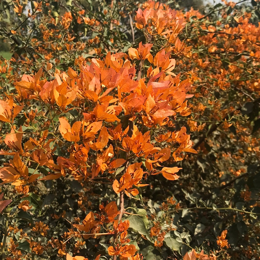 Bougainvillea 'Yellow Orchid'