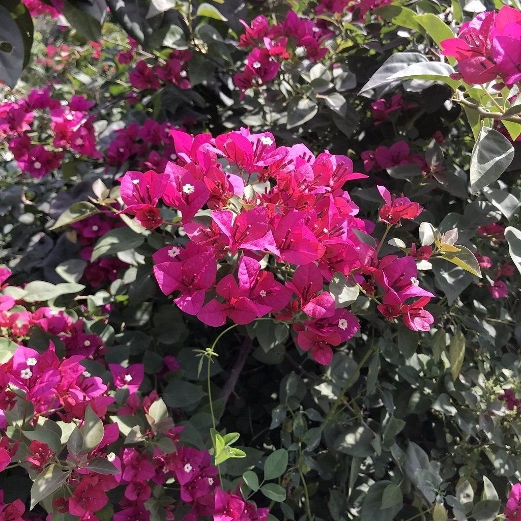 Bougainvillea Barbara Karst