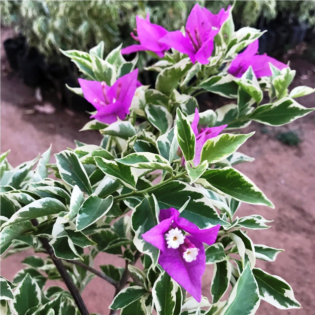 Bougainvillea 'Blueberry Ice' Plants myBageecha - myBageecha