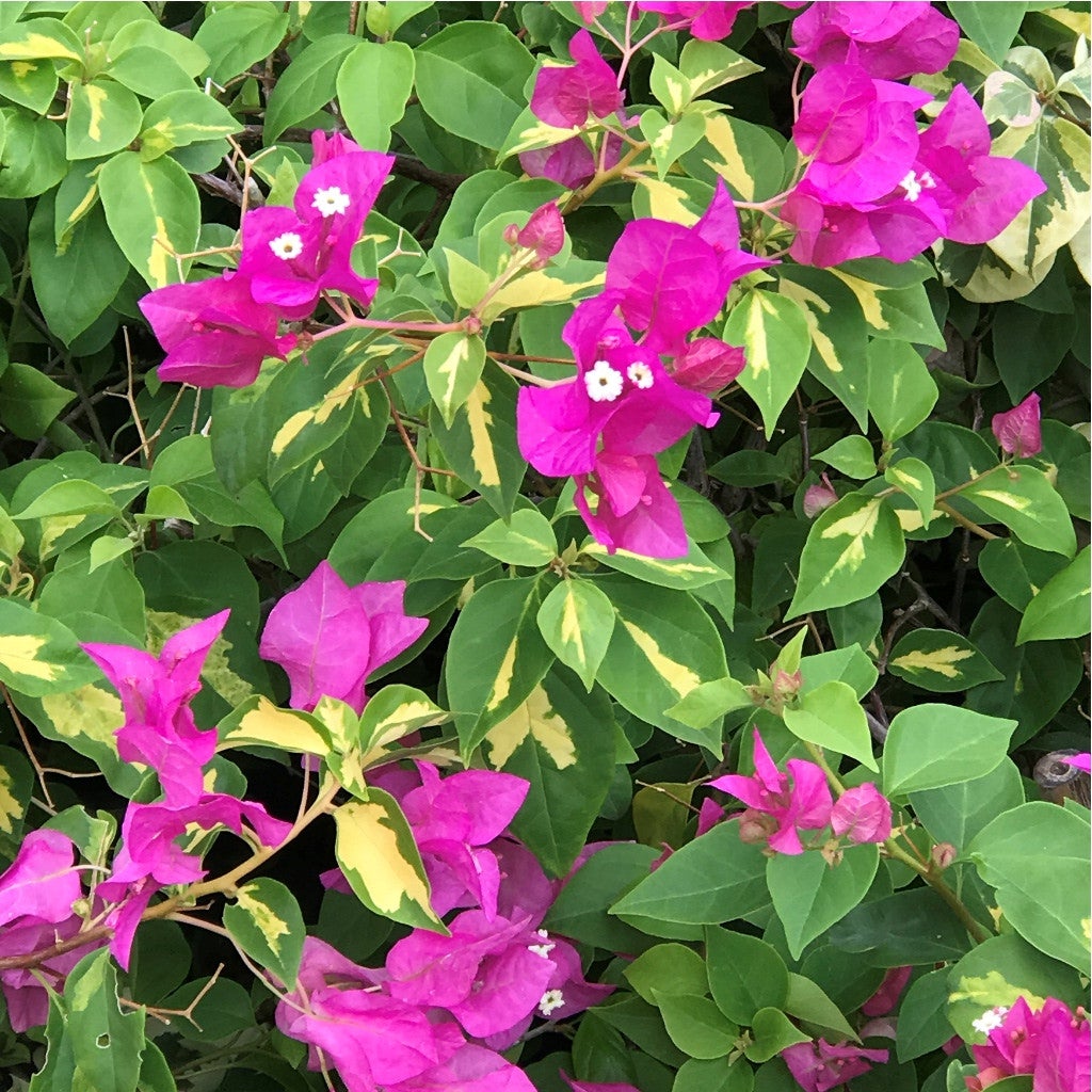 Bougainvillea 'Fantasy Red' Plants myBageecha - myBageecha