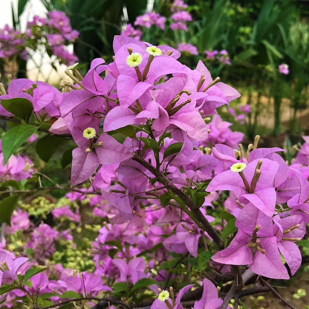 Bougainvillea Glabra 'Magnifica'