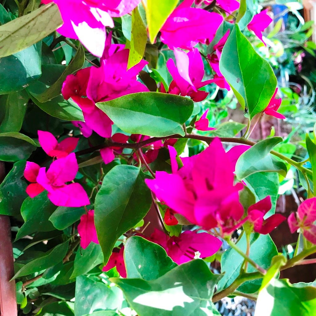 Bougainvillea 'La Jolla'