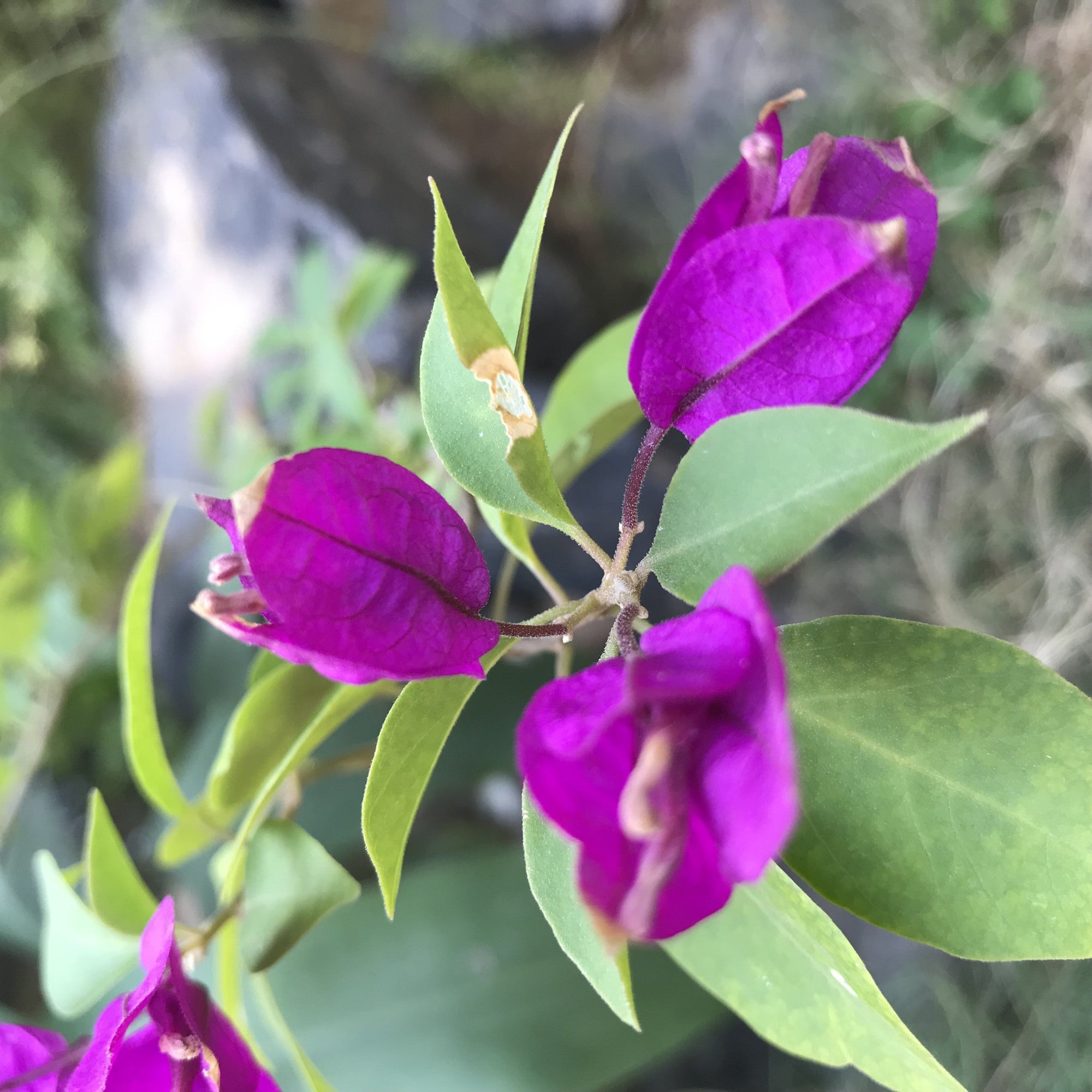 Bougainvillea 'Purple Queen'