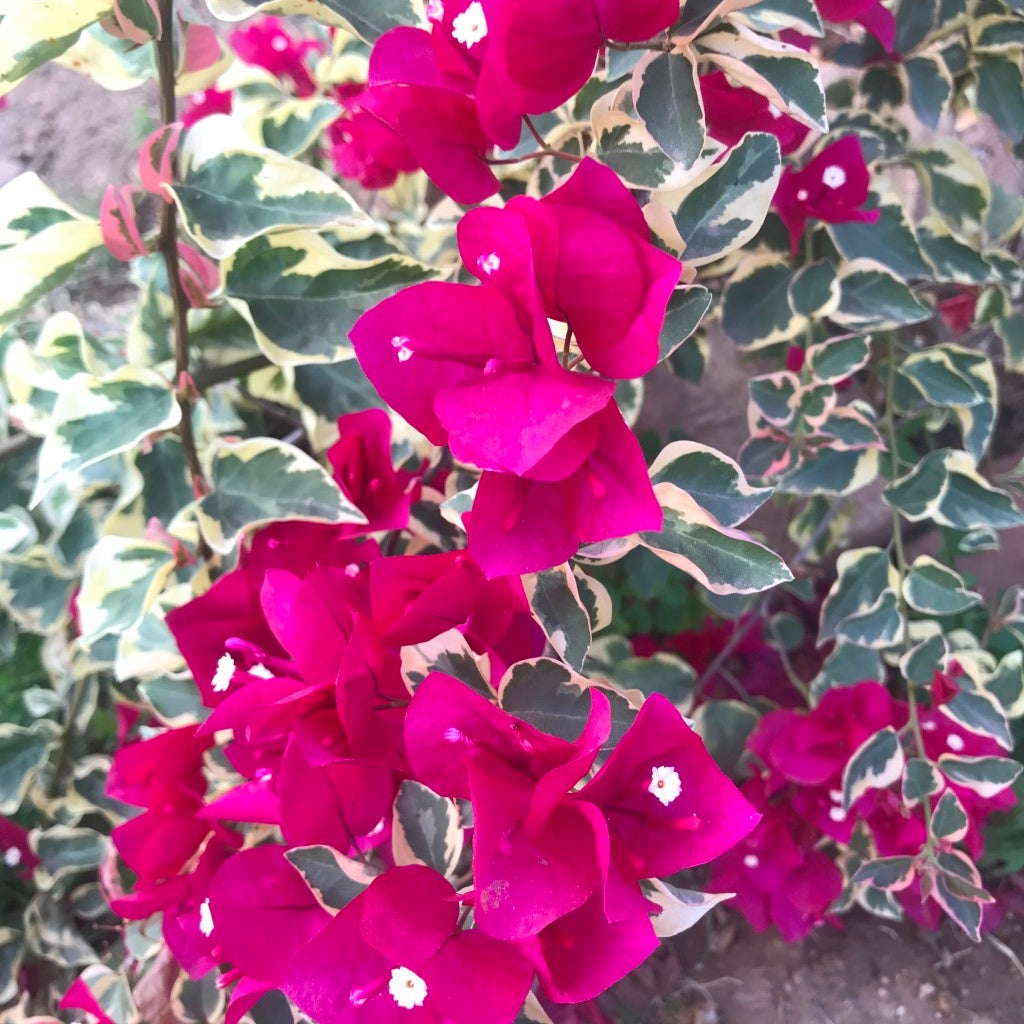 Bougainvillea 'Raspberry Ice'