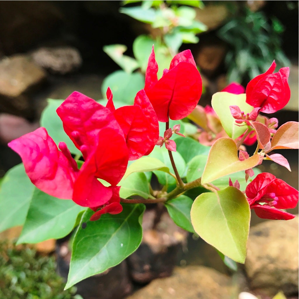 Bougainvillea 'Scarlet Glory'