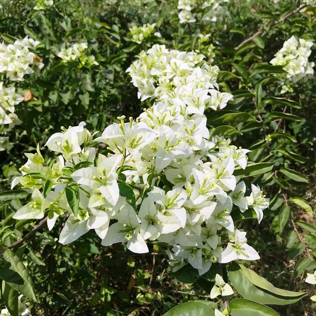 bougainvillea white cascade