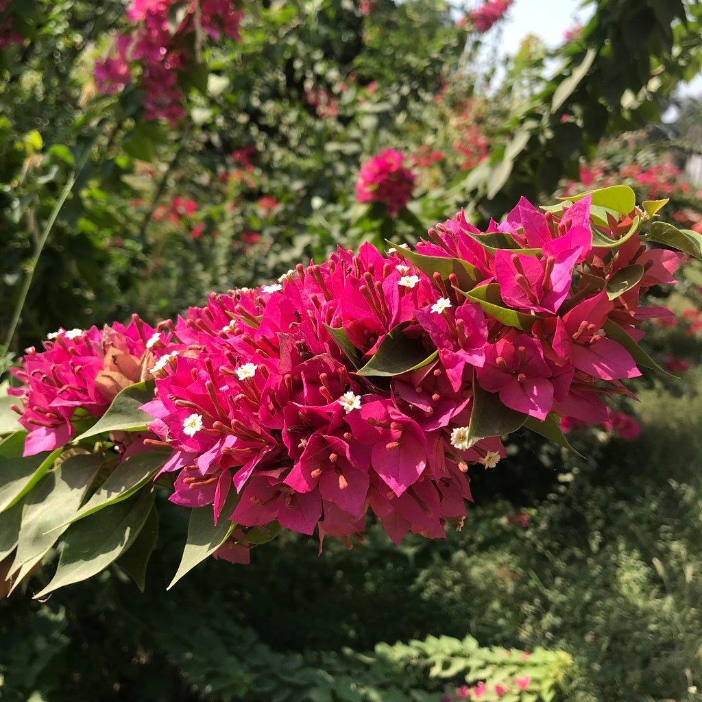 Bougainvillea 'Sunvillea Rose Dwarf'