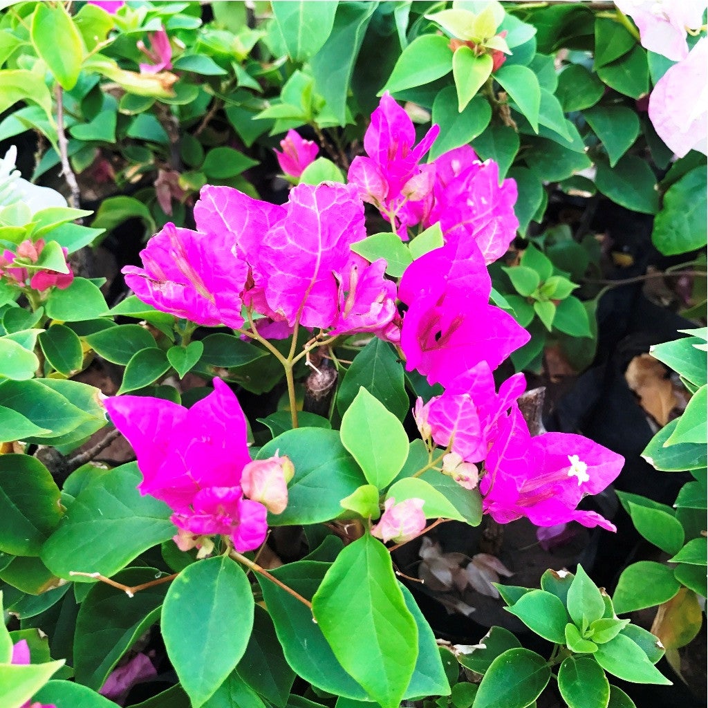 Bougainvillea 'Texas King' Plants myBageecha - myBageecha