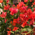 Bougainvillea 'Tomato Red'