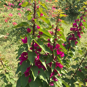 Bougainvillea 'Torch Glow' (New)