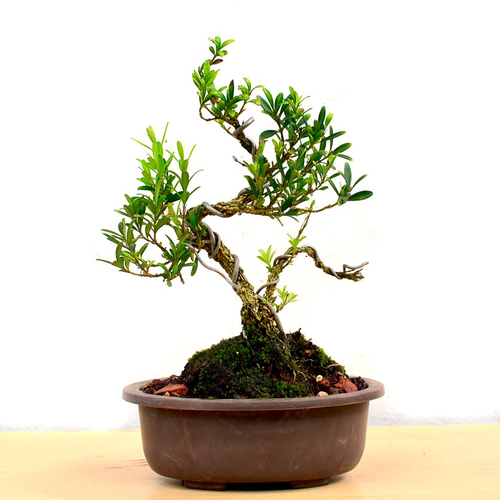 Bonsai Boxwood