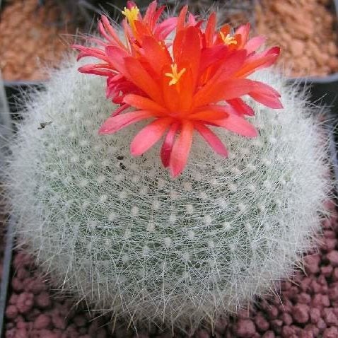 Brasilicactus Haselbergii - "Crested Scarlet Ball" Cactus