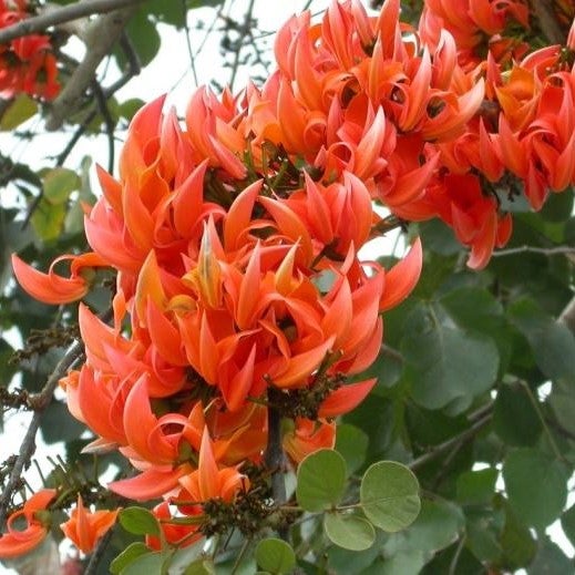 Butea Monosperma - Palash