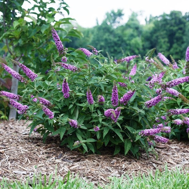 Miss Molly Butterfly Bush  Lilac Blooms - PlantingTree