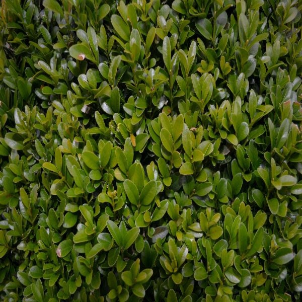 Buxus Sempervirens