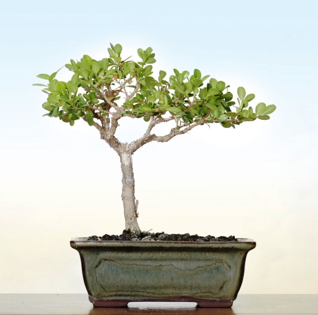 Bonsai Buxus Microphylla Japonica