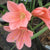 Cyrtanthus mackenii 'Himalayan Pink' (Bulbs)