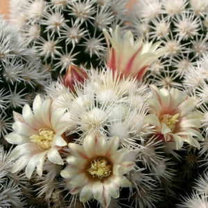 Mammillaria vetula 'Arizona Snowcap'