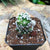 Mammillaria vetula 'Arizona Snowcap'