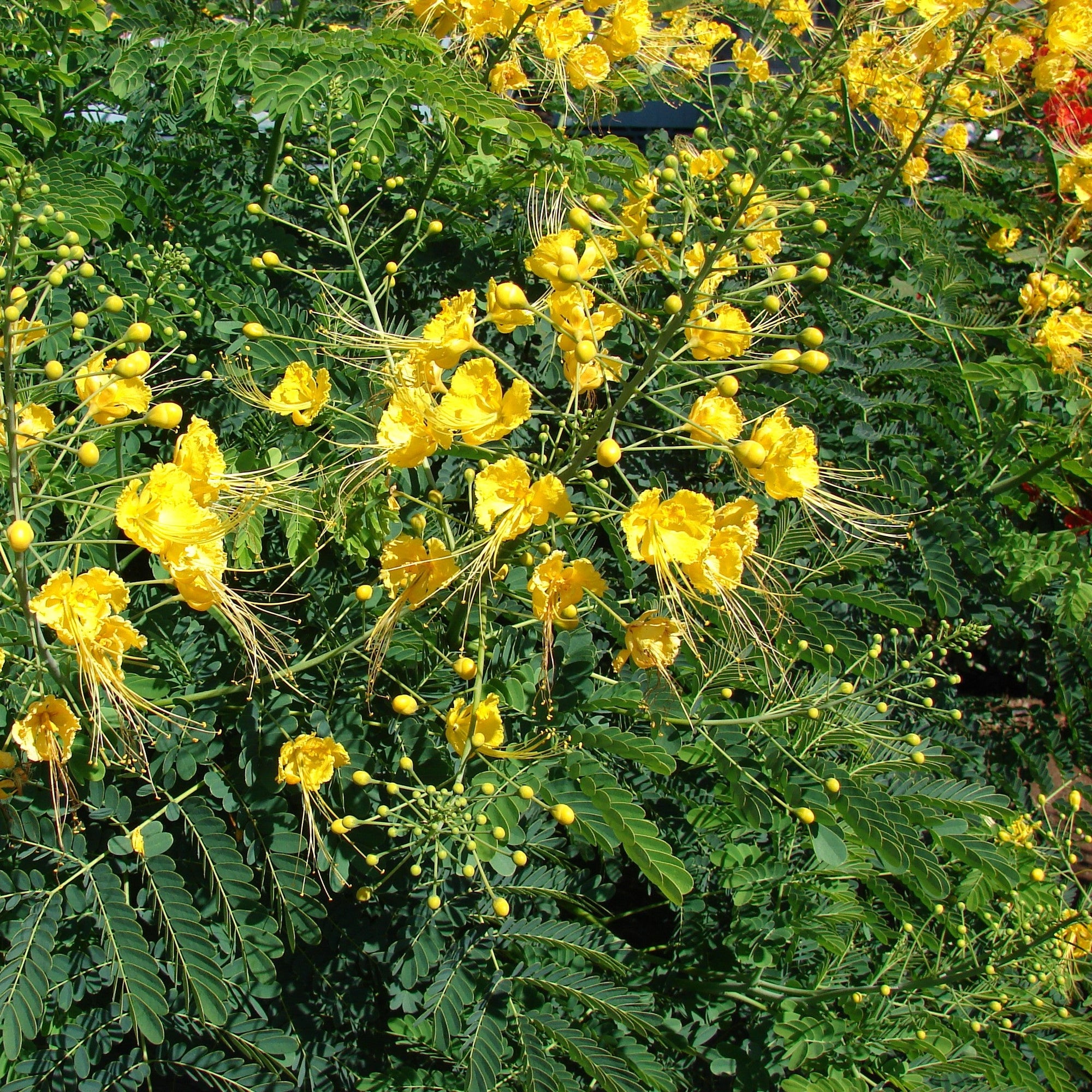 Caesalpinia pulcherrima f. flava  - Guletura