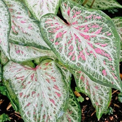 Caladium 'Candyman' (Bulbs)