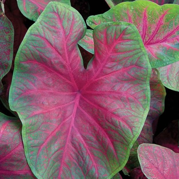 Caladium 'Brandywine' (Bulbs)