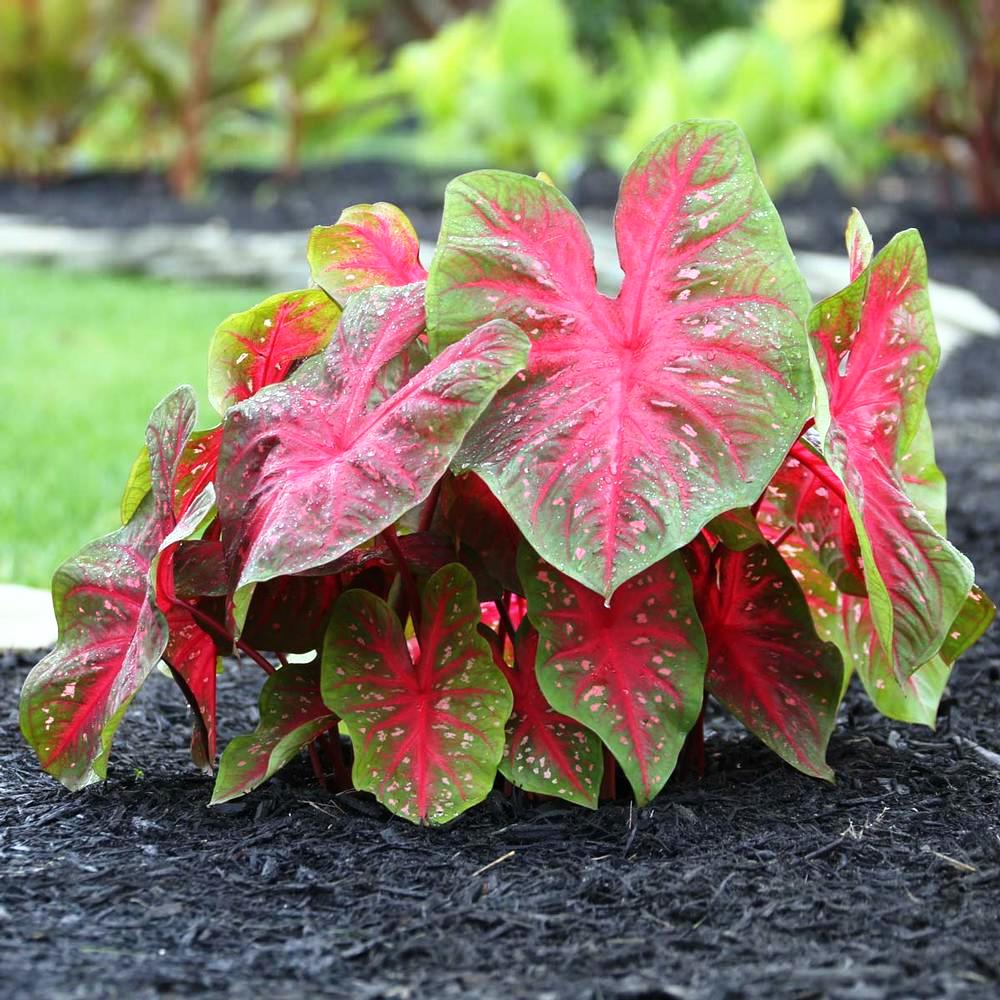 Caladium 'Red Flash' (Bulbs)