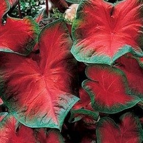 Caladium 'Freida Hemple' (Bulbs)