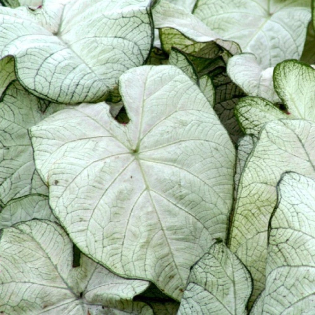 Caladium 'June Bride' (Bulbs)