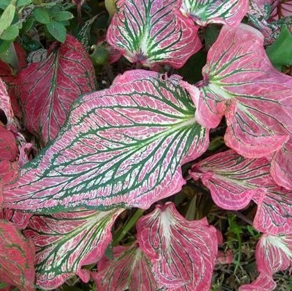 Caladium 'Pink Symphony' (Bulbs)