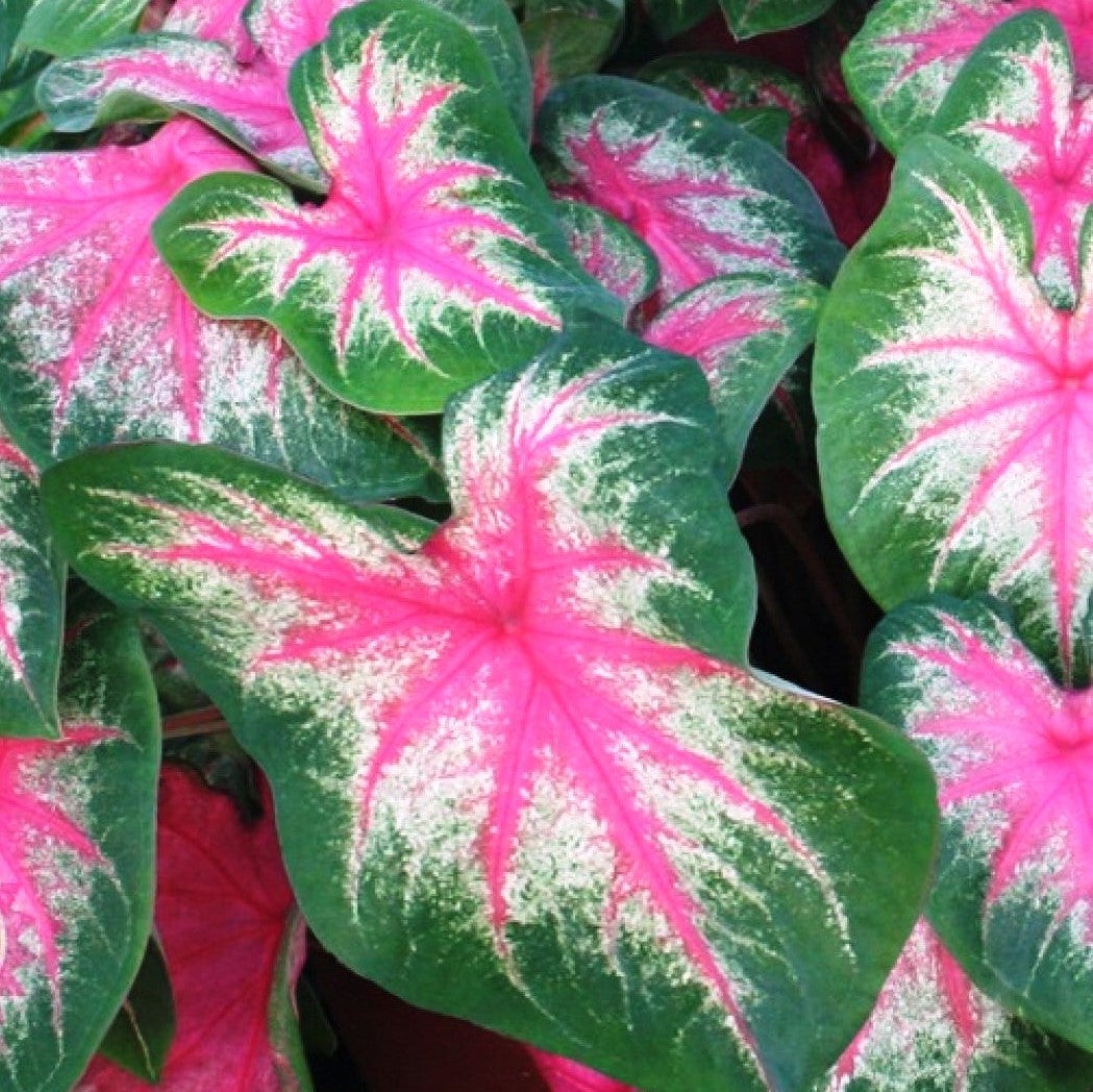 Caladium 'Rosebud' (Bulbs)