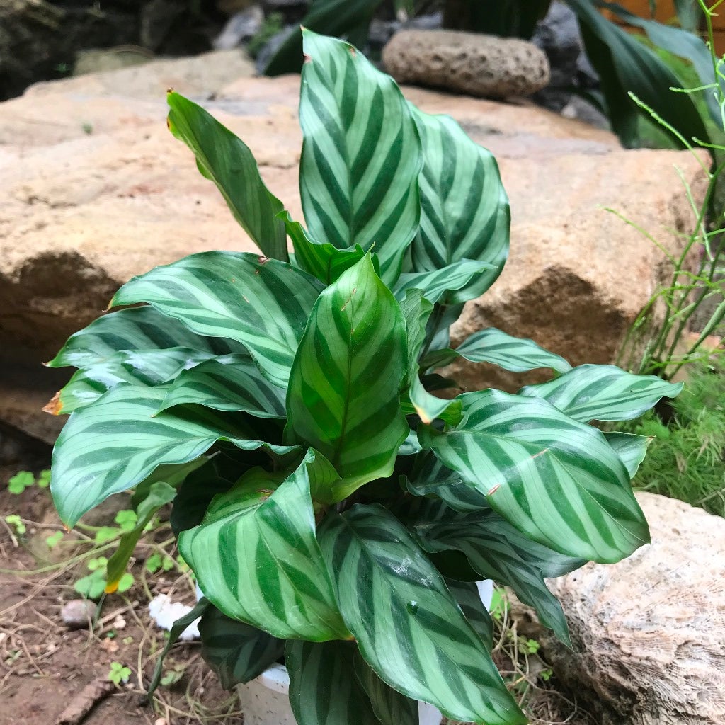 Calathea 'Burle Marxii'