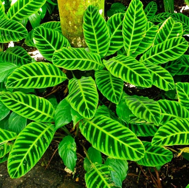 Calathea Zebrina