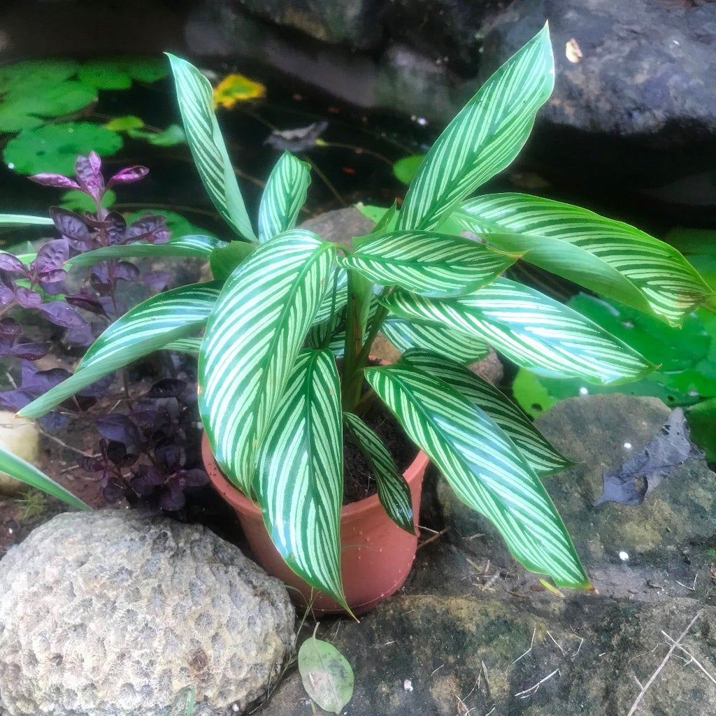 Calathea 'Majestica Albolineata'