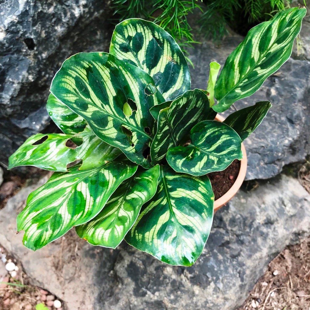 Calathea Makoyana