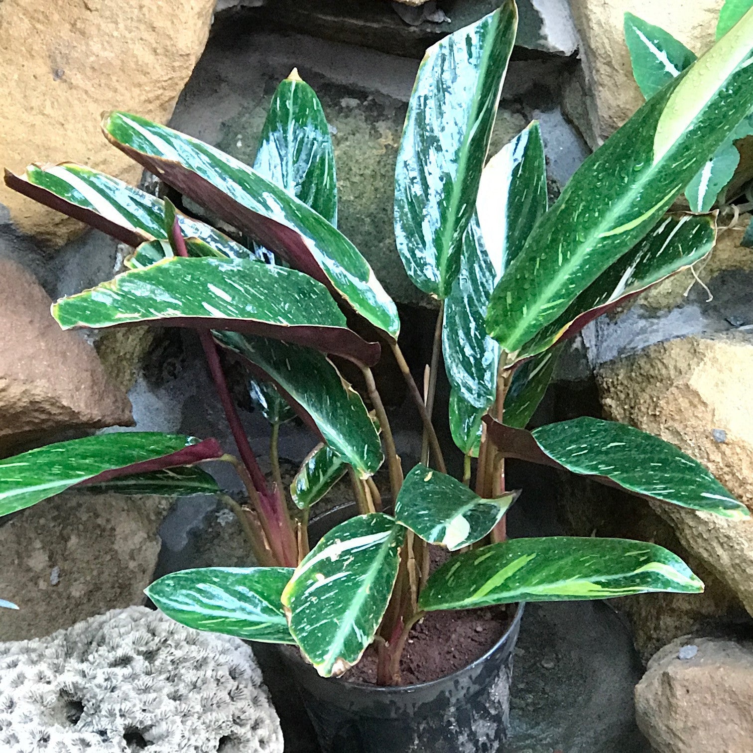 Calathea Picturata Vandenheckei  Plants myBageecha - myBageecha