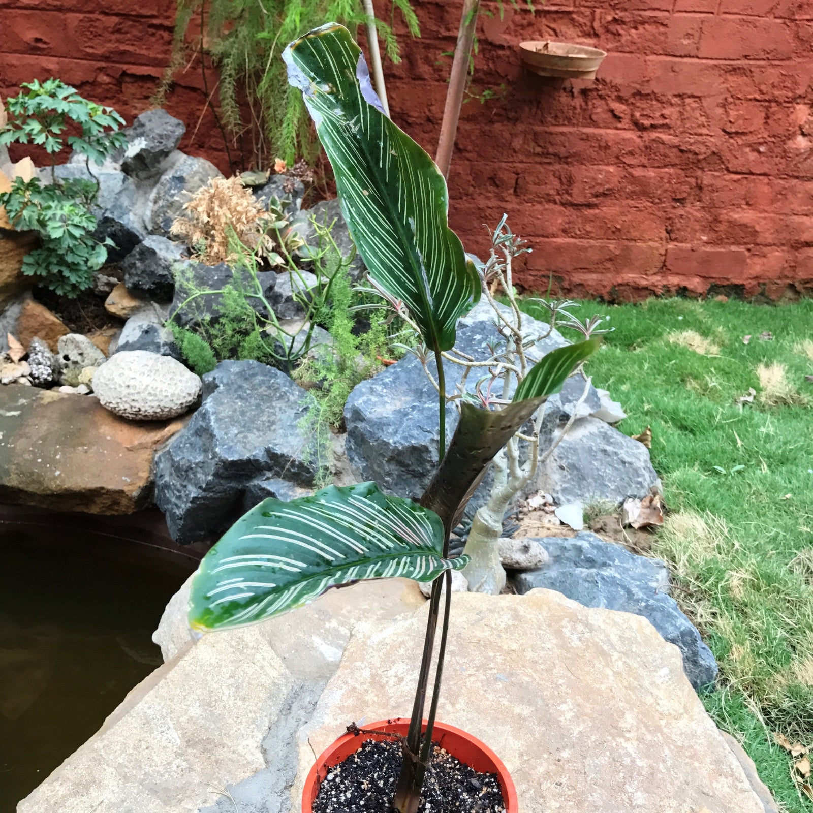 Calathea ornata Sanderiana  Plants myBageecha - myBageecha