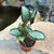 Calathea picturata 'Argentea' Plants myBageecha - myBageecha