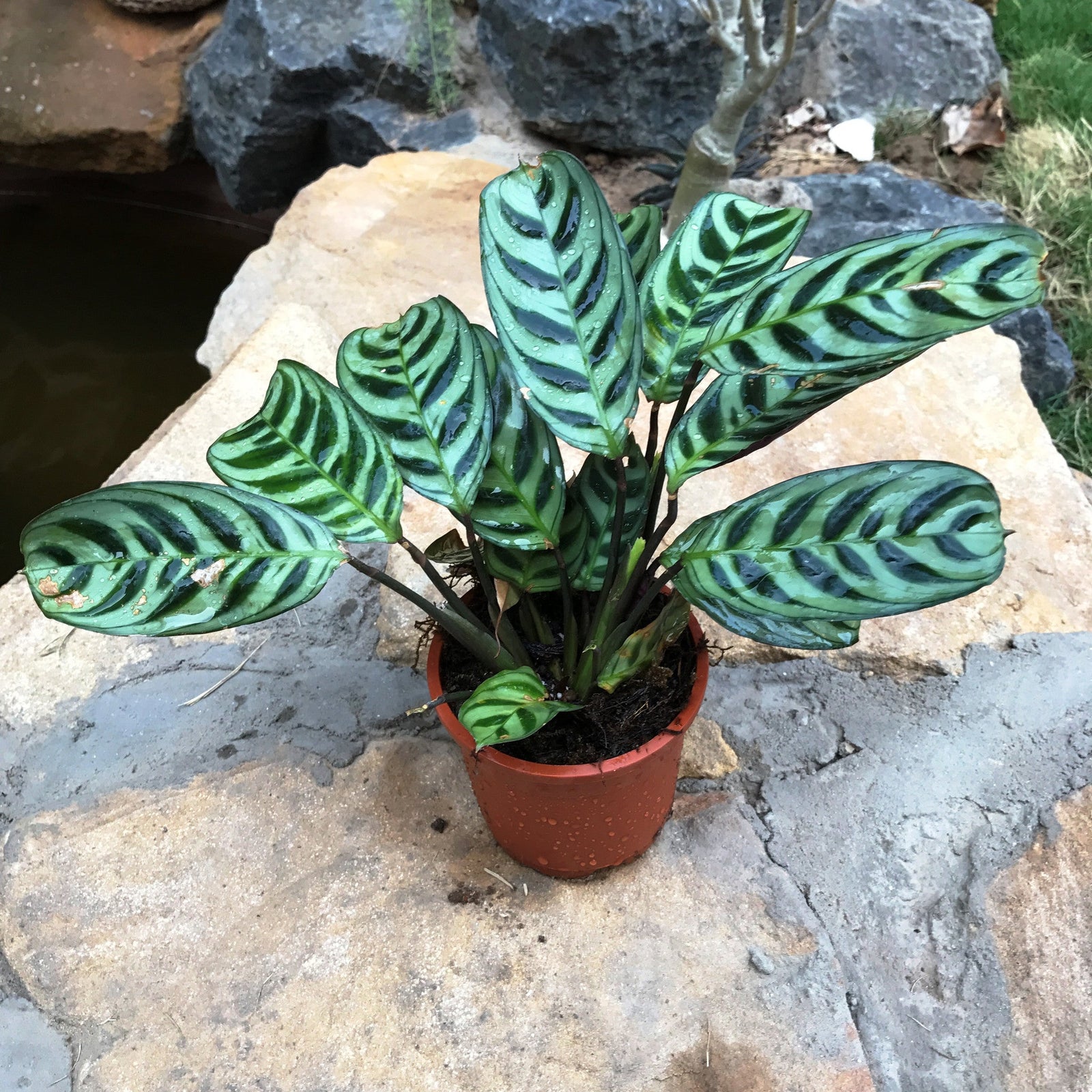 Calathea stromata Plants myBageecha - myBageecha